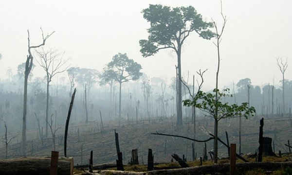 Đất rừng Amazon của Brazil tháng 6/2011. Ảnh: HO / Reuters