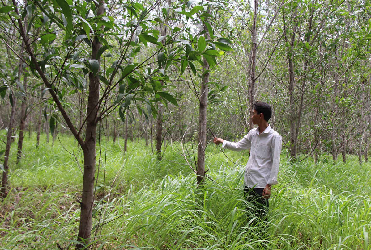 Rất nhiều diện tích đất quy hoạch để cấp cho người dân nằm trên vườn keo chưa khai thác của Cty Tân Mai