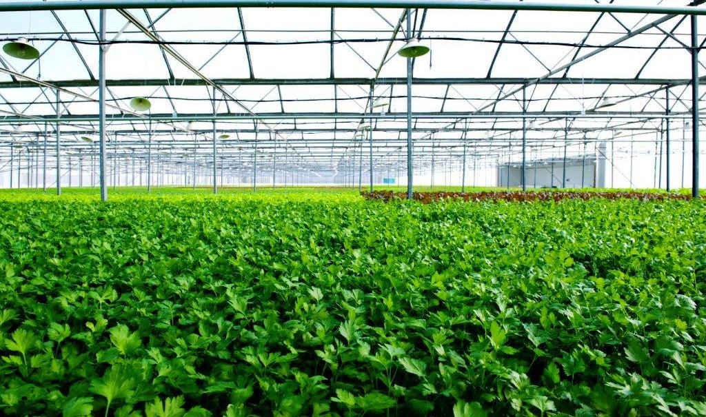 Nhà kính VinEco Tam Đảo sẽ sản xuất và cung ứng các loại rau mầm cũng như rau ăn lá - củ - quả theo tiêu chuẩn VIETGAP và GLOBALGAP với sản lượng 3.500 tấn/năm, được canh tác thân thiện với môi trường