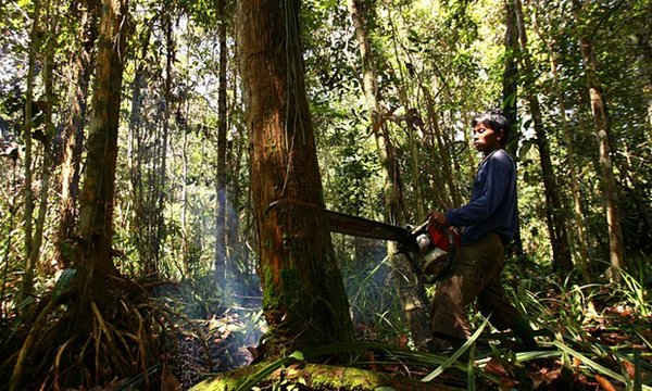 Indonesia là một trong những nước phát thải khí nhà kính lớn nhất thế giới, chủ yếu là do nạn phá rừng, suy thoái đất than bùn và cháy rừng. Ảnh: Ahmad Yusuf / Reuters