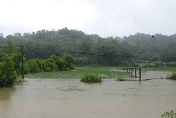 Do mưa lớn kéo dài nên nhiều diện tích lúa tại xã Đa Thông (Thông Nông) bị ngập úng. 