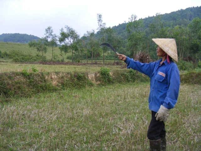 Rừng trồng của Cty TNHH MTV Lâm nghiệp Trà Tân bị chết khá nhiều
