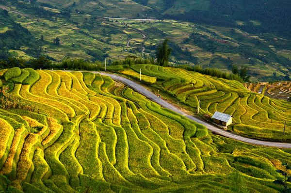 Vẻ đẹp mùa lúa chín của ruộng bậc thang vùng núi Ý Tý (Lào Cai) 