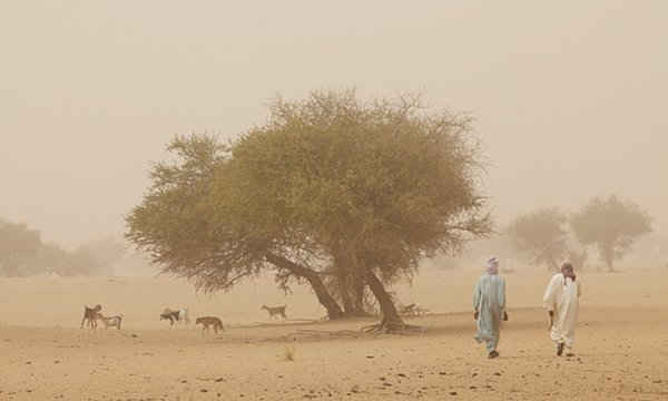 Các Bộ trưởng Quốc phòng láng giềng Chad và Niger mô tả sự sa mạc hoá ngày càng tăng ở khu vực Sahel của châu Phi như một cấp số nhân của các mối đe dọa. Ảnh: Andy Hall cho Observer
