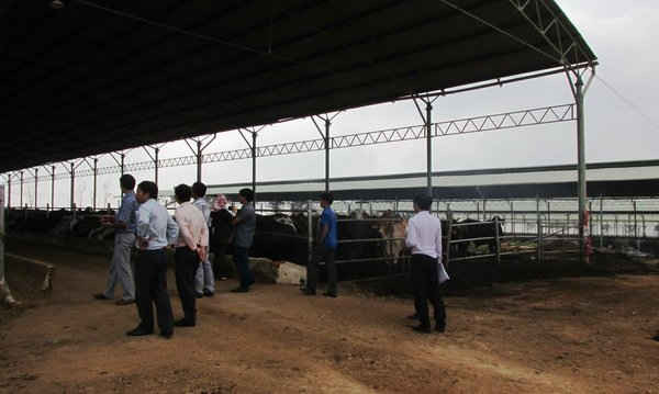 Đoàn kiểm tra Sở Tài nguyên và Môi trường Gia Lai kiểm tra công tác bảo vệ môi trường tại trại nuôi bò, Công ty Cổ phần bò sữa Tây Nguyên.