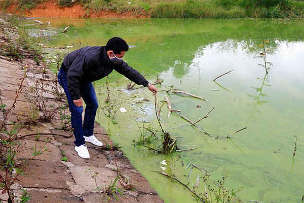 Nước hồ Phát Chi chuyển sang màu xanh rợn do bị ô nhiễm