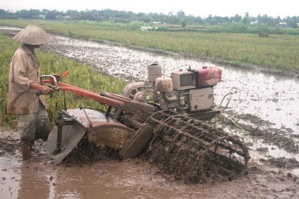 Nông dân ĐBSCL phải tranh thủ làm đất, xuống giống vụ lúa Đông Xuân năm 2015 – 2016 dứt điểm trong tháng 12/2015 để đối phó vớn hạn mặn.