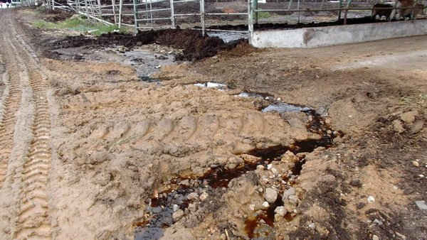 Nước thải tại chuồng chăn nuôi chảy rỉ ra bên ngoài, gây ô nhiễm môi trường. 