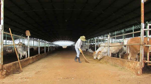 Các trang trại nuôi bò của Tập đoàn Hoàng Anh Gia Lai phát triển quá nhanh, chưa đáp ứng được về vấn đề bảo đảm môi trường.