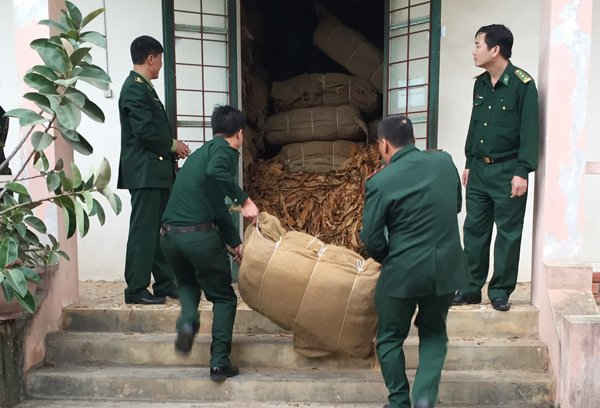 Tang vật nguyên liệu lá thuốc lá khô bị biên phòng tỉnh Lào Cai phát hiện, thu giữ trên 8 thuyền sắt trên sông biên giới đang được chuyển vào kho tạm giữ để điều tra làm rõ vụ án. Ảnh do Biên phòng Lào Cai cung cấp
