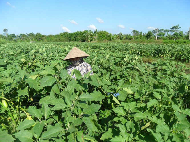Thu hoạch cà ở xã Nhơn Nghĩa, huyện Phong Điền, TP. Cần Thơ
