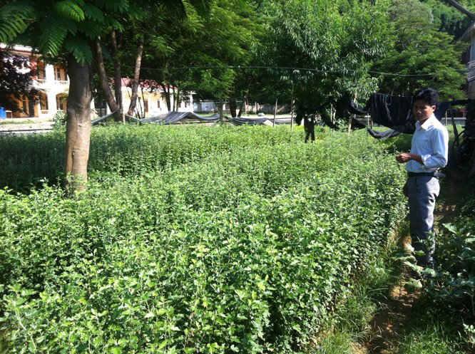 Vườm ươm giống cây trồng rừng tại huyện Thuận Châu