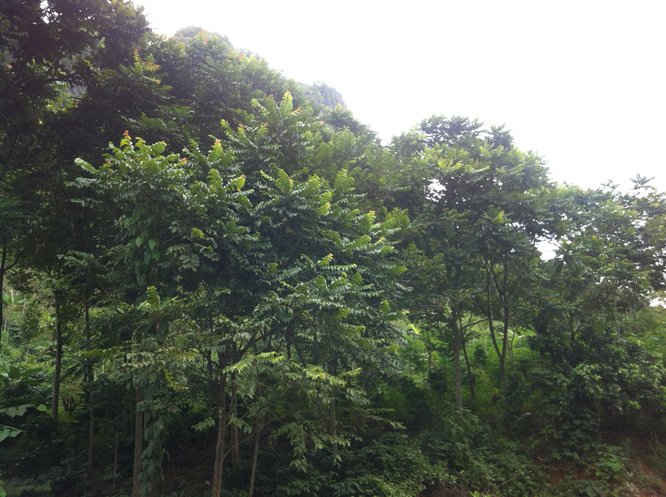 Việc trồng rừng thay thế trên địa bàn tỉnh Sơn La đang gặp nhiều khó khăn