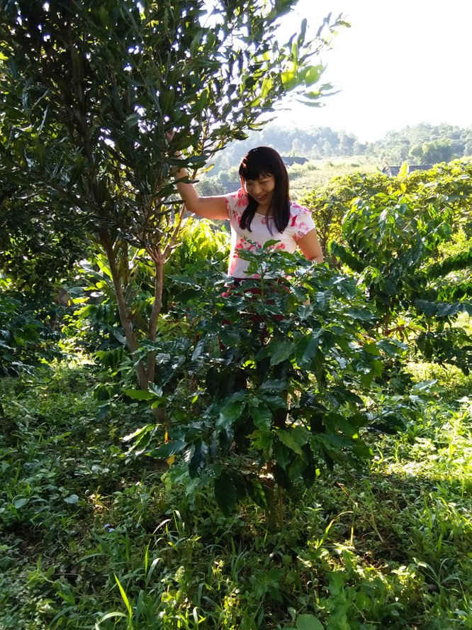 Cây mắc ca trồng thí điểm tại xã Quài Nưa, huyện Tuần Giáo, tỉnh Điện Biên 