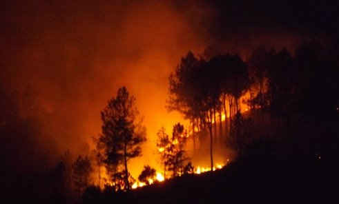 Chủ động phương án phòng cháy, chửa cháy rừng