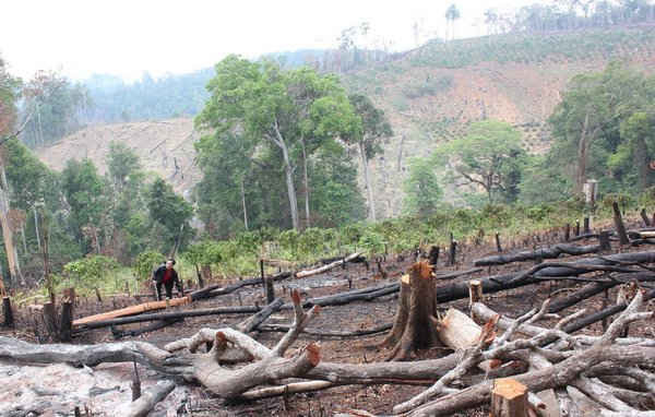 Nhiều diện tích rừng ở khu vực biên giới của Đắk Nông bị tàn phá, lấn chiếm