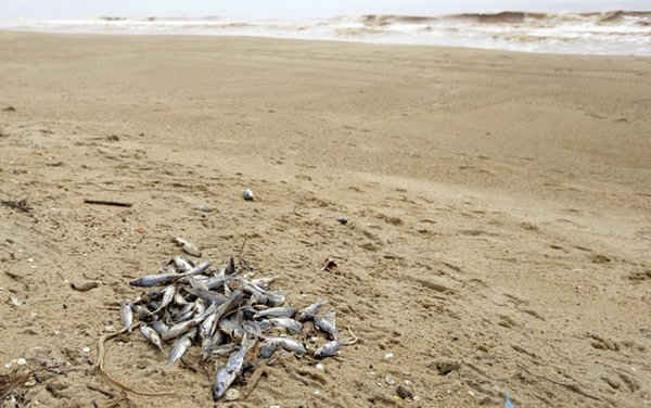 Cá chết trên bãi biển của làng Povoacao, gần cửa sông Rio Doce. Ảnh: Ricardo Moraes / Reuters