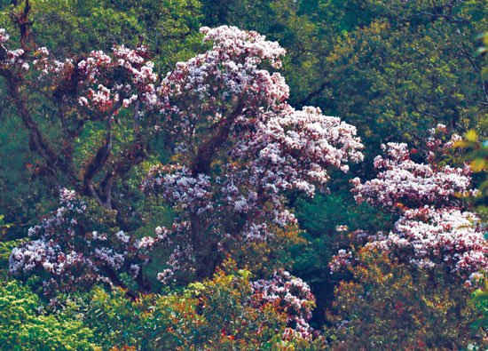 Hoa đỗ quyên đại thụ trên rừng già Ý Tý nở hao thắm một góc rừng.