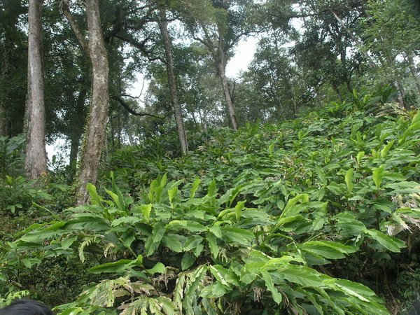 Cây thảo quả trồng dưới tán rừng  tự nhiên ở các huyện Bát Xát, Sa Pa, Văn Bàn ...  trên độ cao từ 1.000 mét trở lên so với mặt biển. 