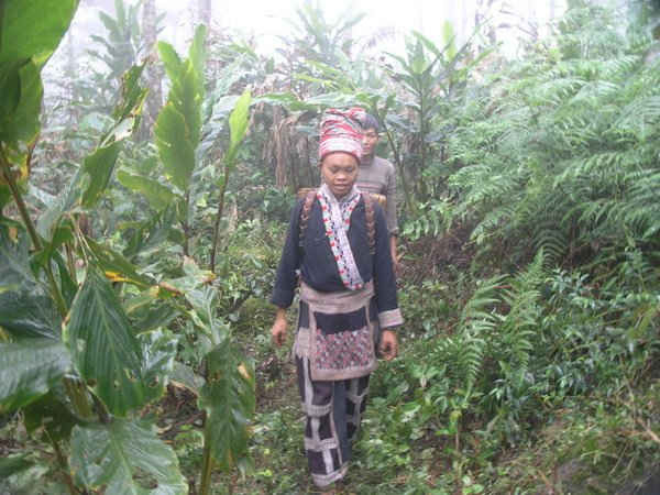 Sau khi thu hoạch xong lúa mùa bà con vùng cao Lào Cai bước vào vụ thu hoạch quả thảo quả.