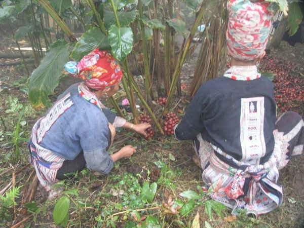 Bà con dân tộc Dao đỏ ở xã Dền Sáng, huyện Bát Xát ( Lào Cai) lên rừng thu hoạch thảo quả
