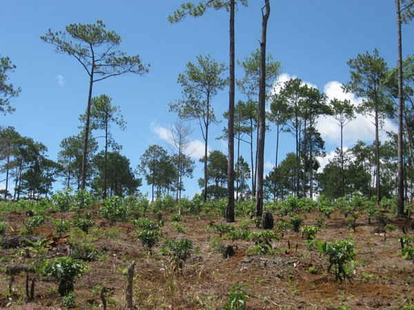 Đất rừng của một công ty lâm nghiệp trên địa bàn huyện Bảo Lâm, tỉnh Lâm Đồng