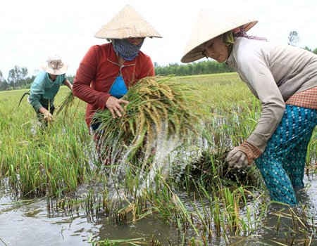 Biến đổi khí hậu ở ĐBSCL: Thích ứng và chung sống!