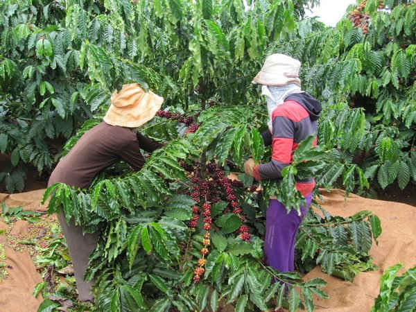 Nhiều vườn cà phê của người đồng bào DTTS đang cho thu hoạch đều bị cho thuê