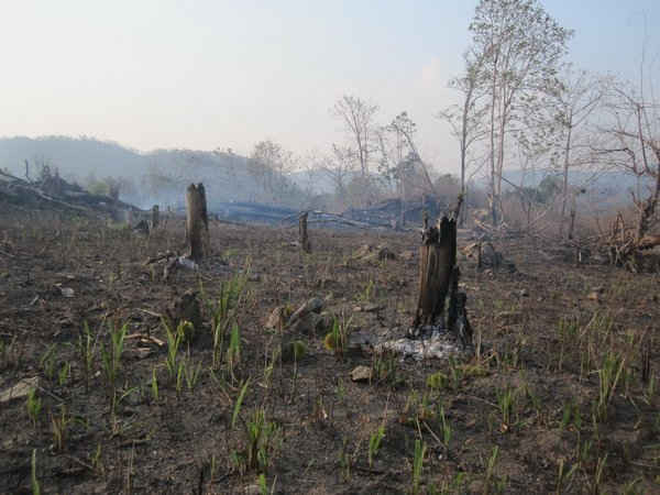 Hàng ngàn ha rừng bị tàn phá để lấy đất làm rẫy