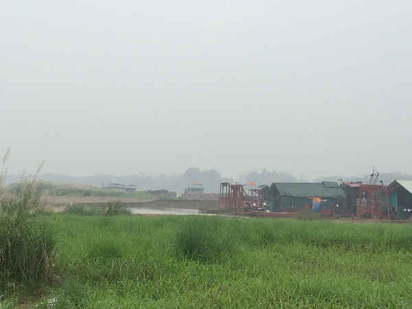 Bãi ngô, cỏ voi tươi tốt của người dân xã Vĩnh Ninh đứng trước nguy cơ bị hà bá nuốt trôi.