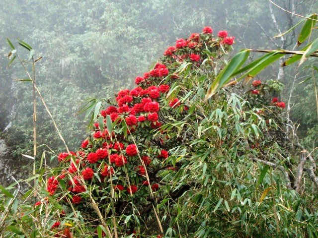 Hoa Đỗ Quyên Quang Trụ mọc gần  đỉnh núi Phan Si Păng nở hoa tuyệt đẹp mỗi khi xuân về.