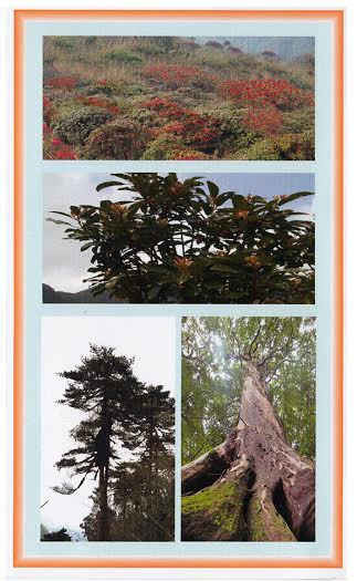 Ảnh giới thiệu về 4 quần thể cây rừng của Vườn quốc gia Hoàng Liên (Sa Pa ) vừa được công nhận là Cây di sản Việt Nam.