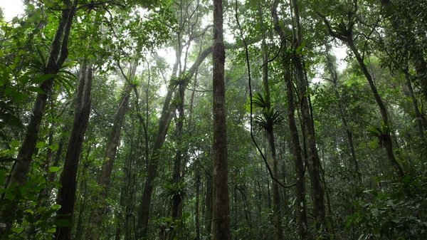 Tà Đùng có một lớp thảm thực vật rừng rộng lớn, có tỷ lệ che phủ tới 85% diện tích vùng lõi của Khu bảo tồn