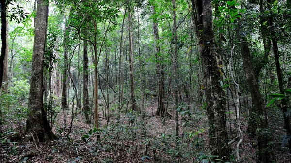 Tà Đùng là nơi có đặc trưng bởi kiểu rừng kín thường xanh mưa ẩm á nhiệt đới và rừng kín hỗn giao lá rộng lá kim với hệ thực vật phong phú