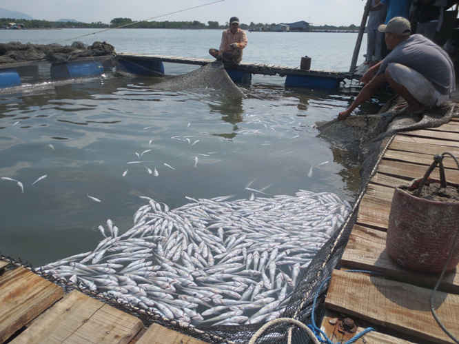 Cá chết trắng bè trong tháng 9/2015, khiến nông dân ở xã Long Sơn thiệt hại hàng chục tỷ đồng