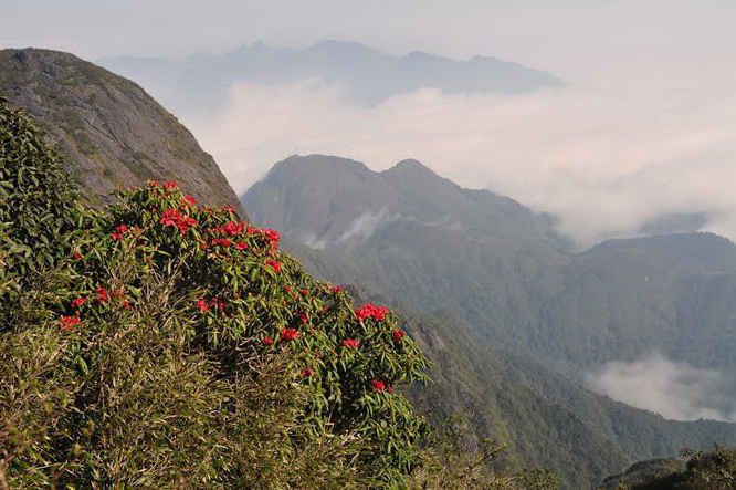 Hoa đỗ quyên khoe sắc trên độ cao 3.000 mét trên đường leo núi chinh phục đỉnh Phan Si Păng - Nóc nhà Việt Nam cao 3.143 mét