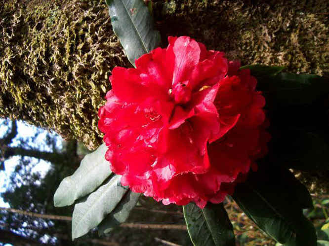 Hoa đỗ quyên đỏ cờ kép