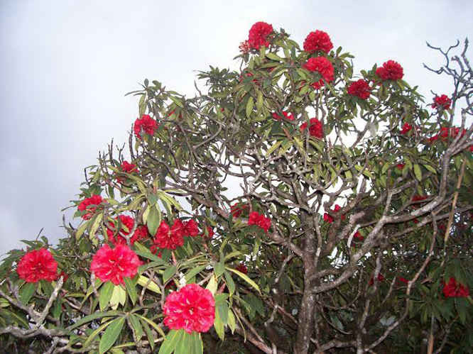 Loài hoa đỗ quyên đỏ này cây rất lùn vì chỉ mọc ở khu vực rừng trúc trên độ cao 2.800 mét