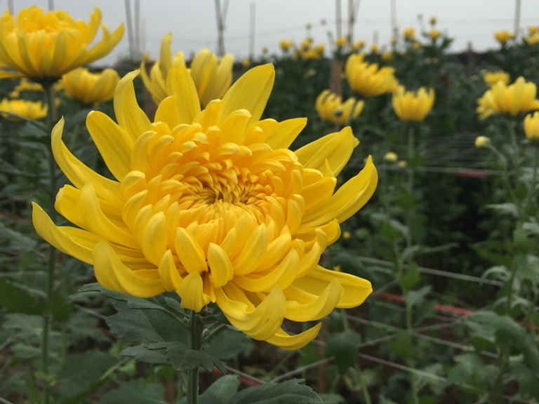 Hoa cúc là một trong những loài hoa chủ đạo được trồng ở Tây Tựu