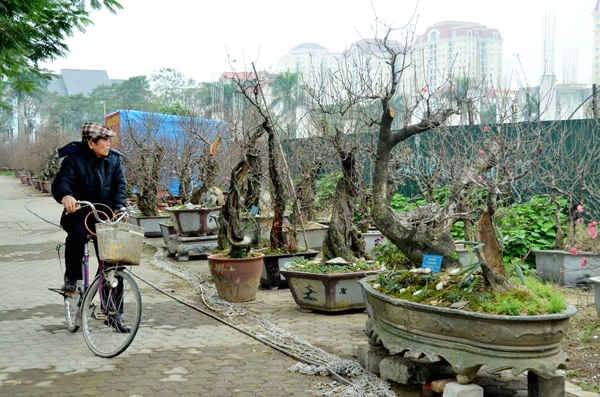 Hàng chục gốc đào lũa cổ hiếm được nhà vườn trồng đào trưng bày trên đường Lạc Long Quân phục vụ người dân Thủ đô trong dịp Tết Nguyên đán