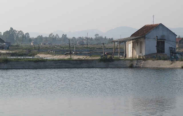 Nhiều hộ nuôi tôm ở huyện Quỳnh Lưu sản xuất trên đất rừng phòng hộ