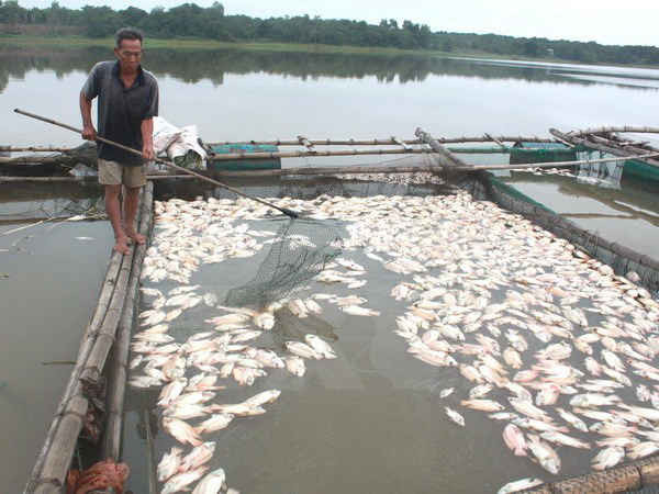 Vụ cá chết trắng ở Long Sơn, Tp. Vũng Tàu vẫn đang được công chúng quan tâm