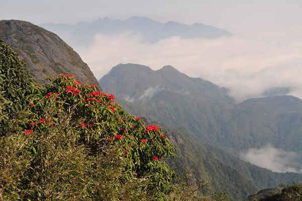Rừng Hoàng Liên (Sa Pa) nơi có nhiều loài sinh vật đặc hữu  ở vùng tiểu khí hậu á nhiệt đới gió mùa đang được tỉnh Lào Cai bảo vệ nghiêm ngặt.