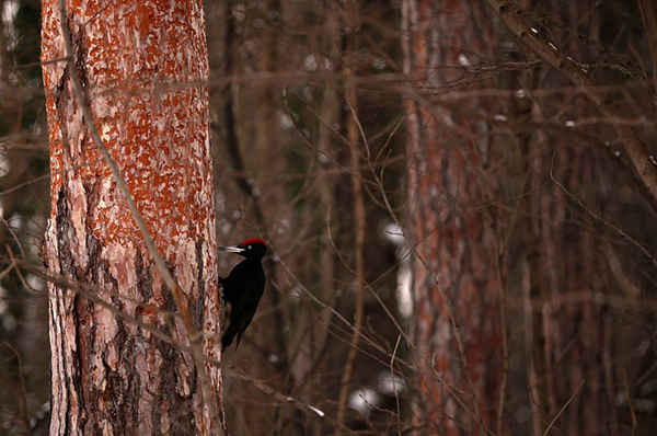 Một chú chim gõ kiến đen đậu trên thân cây ở Sofia, Bulgaria. Ảnh: Stoyan Nenov / Reuters