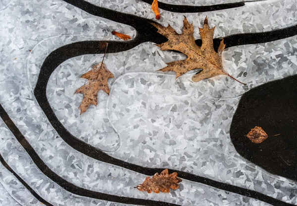 Những chiếc lá mùa thu trên mặt hồ đóng băng ở Peitz, Đức khi nhiệt độ giảm xuống âm 12 độ C trong đêm. Ảnh: Patrick Pleul / EPA
