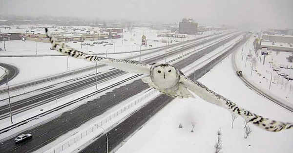 Hình ảnh một con cú tuyết bay về phía camera giám sát trên đường Quốc lộ 40 ở Montreal, Canada. Ảnh: Bộ Giao thông vận tải Quebec / Reuters