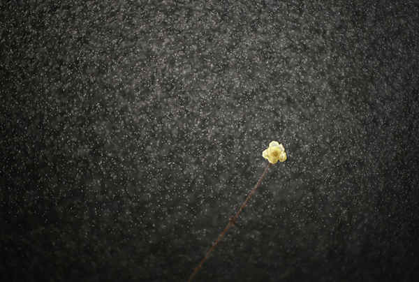 Một bông hoa lạp mai (wintersweet) “tắm mình” trong cơn mưa ở Xuyi County, tỉnh Giang Tô, phía đông Trung Quốc. Ảnh: Zhou Haijun / Xinhua Press / Corbis