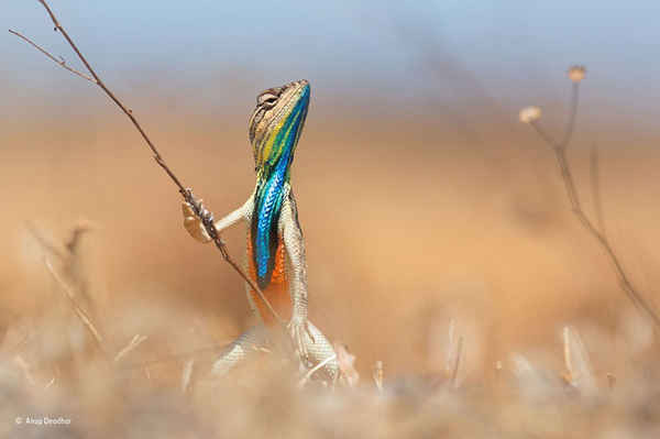  Giải thưởng được lựa chọn của Nhiếp ảnh gia động vật hoang dã của năm. Hình ảnh “Chiến binh đồng cỏ” của Ấn Độ - một con thằn lằn có cổ hình quạt. Ảnh: Anup Deodhar / PA