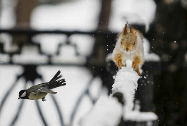 Một con chim sẻ ngô bay qua một con sóc trong khi con sóc đang chạy trên hàng rào tuyết ở Almaty, Kazakhstan. Ảnh: Shamil Zhumatov / Reuters