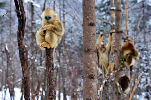 Khỉ vàng tại Trung tâm nghiên cứu khỉ vàng Dalongtan ở Shennongjia, Trung Quốc. Số lượng khỉ vàng đang trên bờ vực tuyệt chủng đã tăng gấp đôi ở Shennongjia từ những năm 1980 nhờ công cuộc bảo vệ môi trường tốt hơn. Ảnh: Du Huaju / Corbis